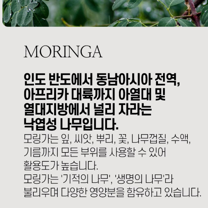 인도산 모링가잎 100g 모닝가 모링가 건재 건조 말린 효능 분말 가루 모랑가 파우더 - 상세 이미지 4