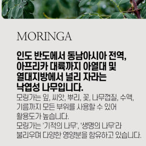 인도산 모링가잎 100g 모닝가 모링가 건재 건조 말린 효능 분말 가루 ... 맛있게 먹은 솔직 후기 - 상품 이미지 4