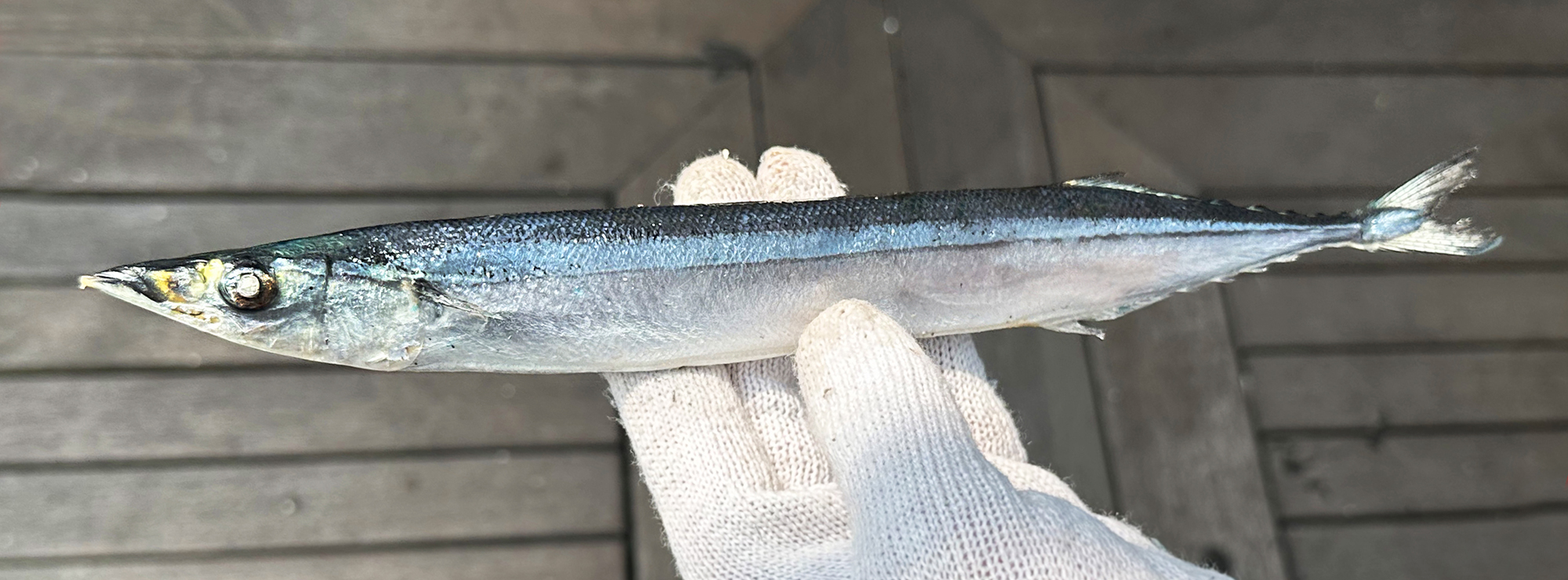 싱싱하고 사이즈 큰 꽁치 미끼 10마리 약25cm 갈치낚시 선상 텐야 텐빈 생미끼 붕장어 - 상세 이미지 4