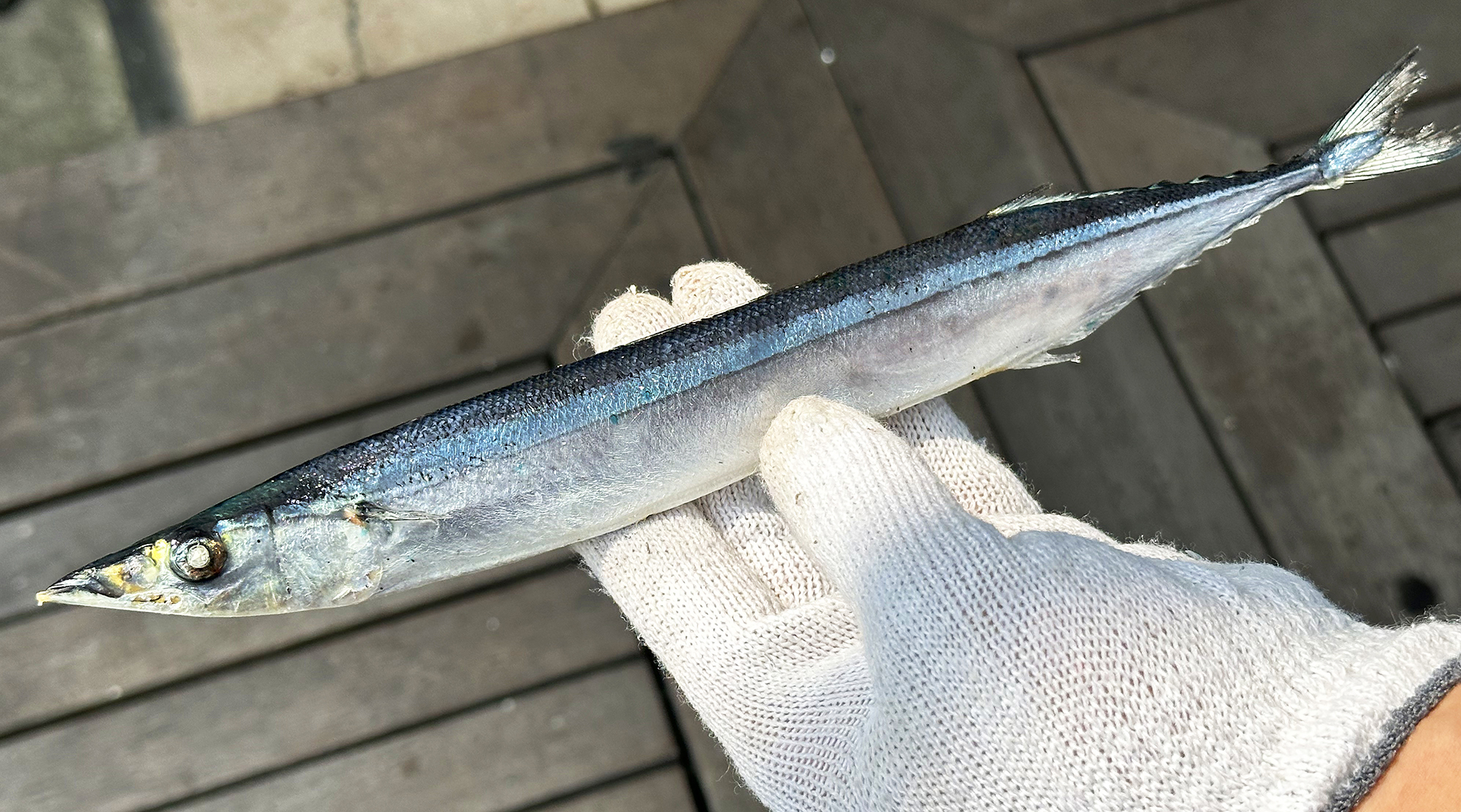 싱싱하고 사이즈 큰 꽁치 미끼 10마리 약25cm 갈치낚시 선상 텐야 텐빈 생미끼 붕장어 - 상세 이미지 5