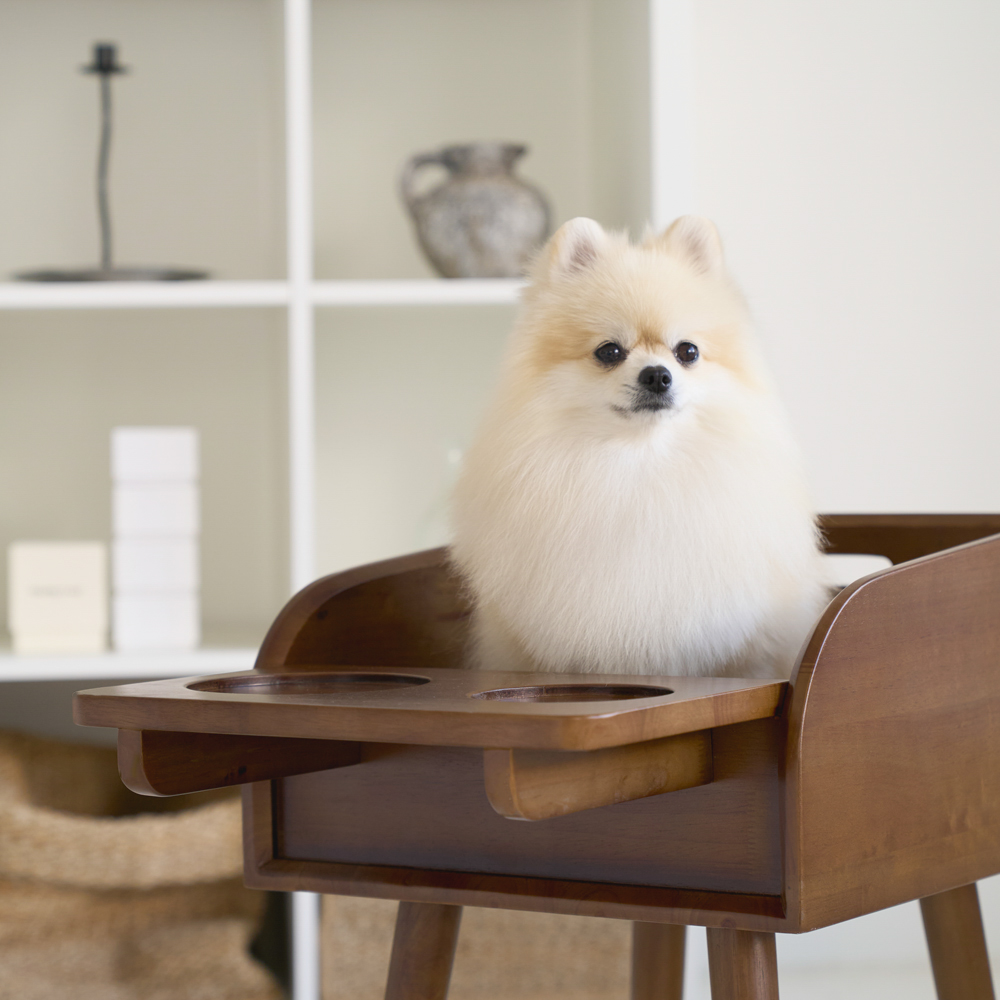 플라팜 강아지 식탁의자 펫체어 애견 하이체어 반려견