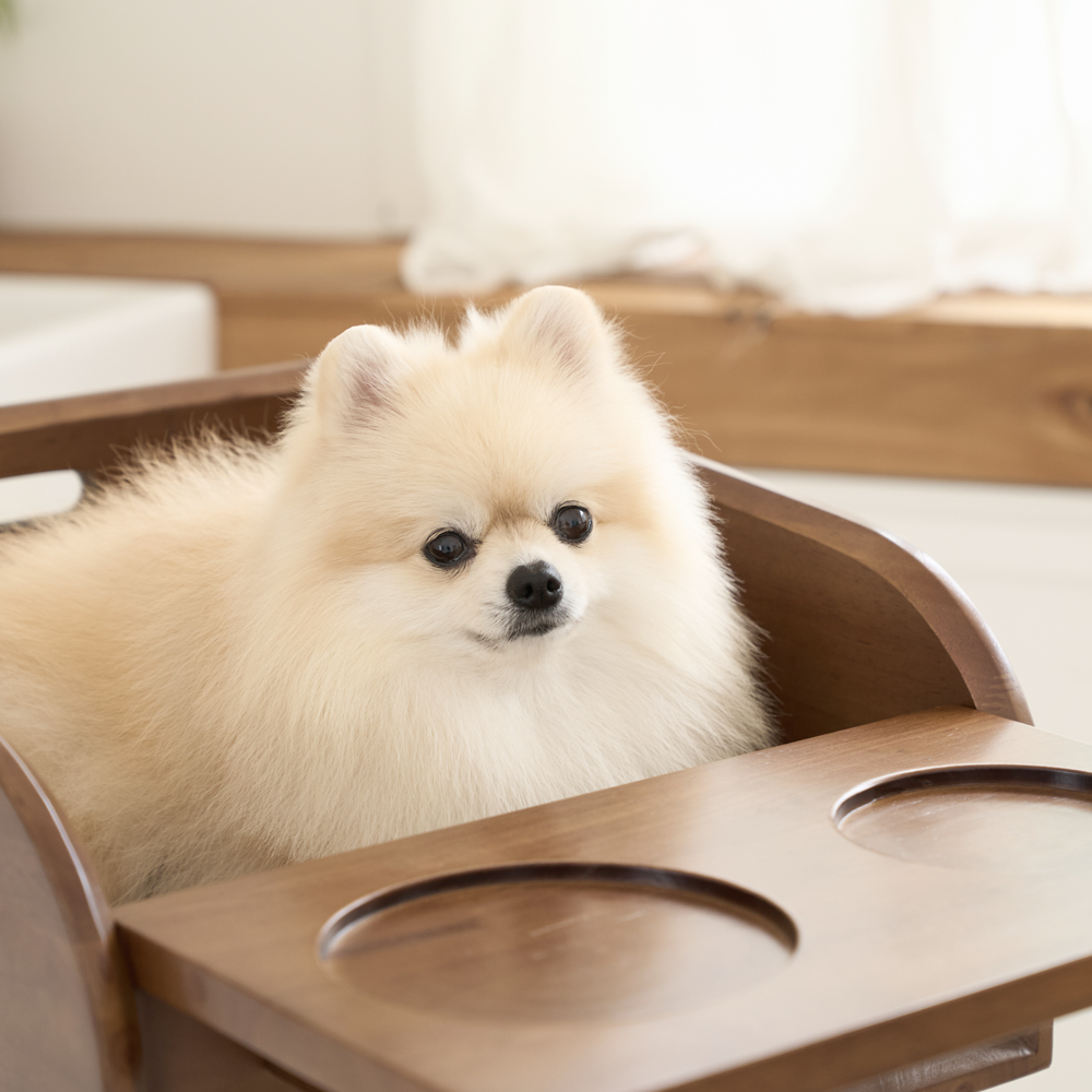 플라팜 강아지 식탁의자 펫체어 애견 하이체어 반려견
