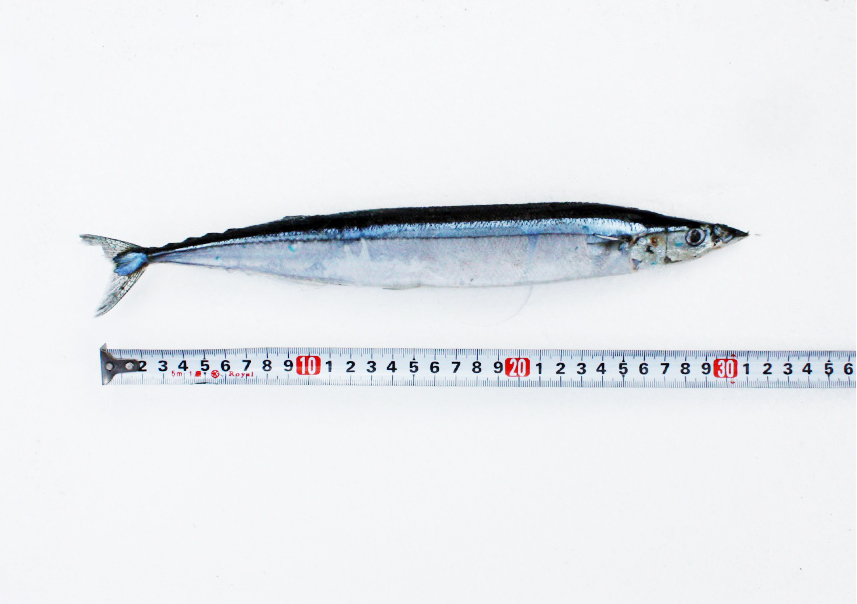 싱싱하고 사이즈 큰 꽁치 미끼 1마리 약25cm 갈치낚시 선상 텐야 텐빈 생미끼 붕장어 - 상세 이미지 5
