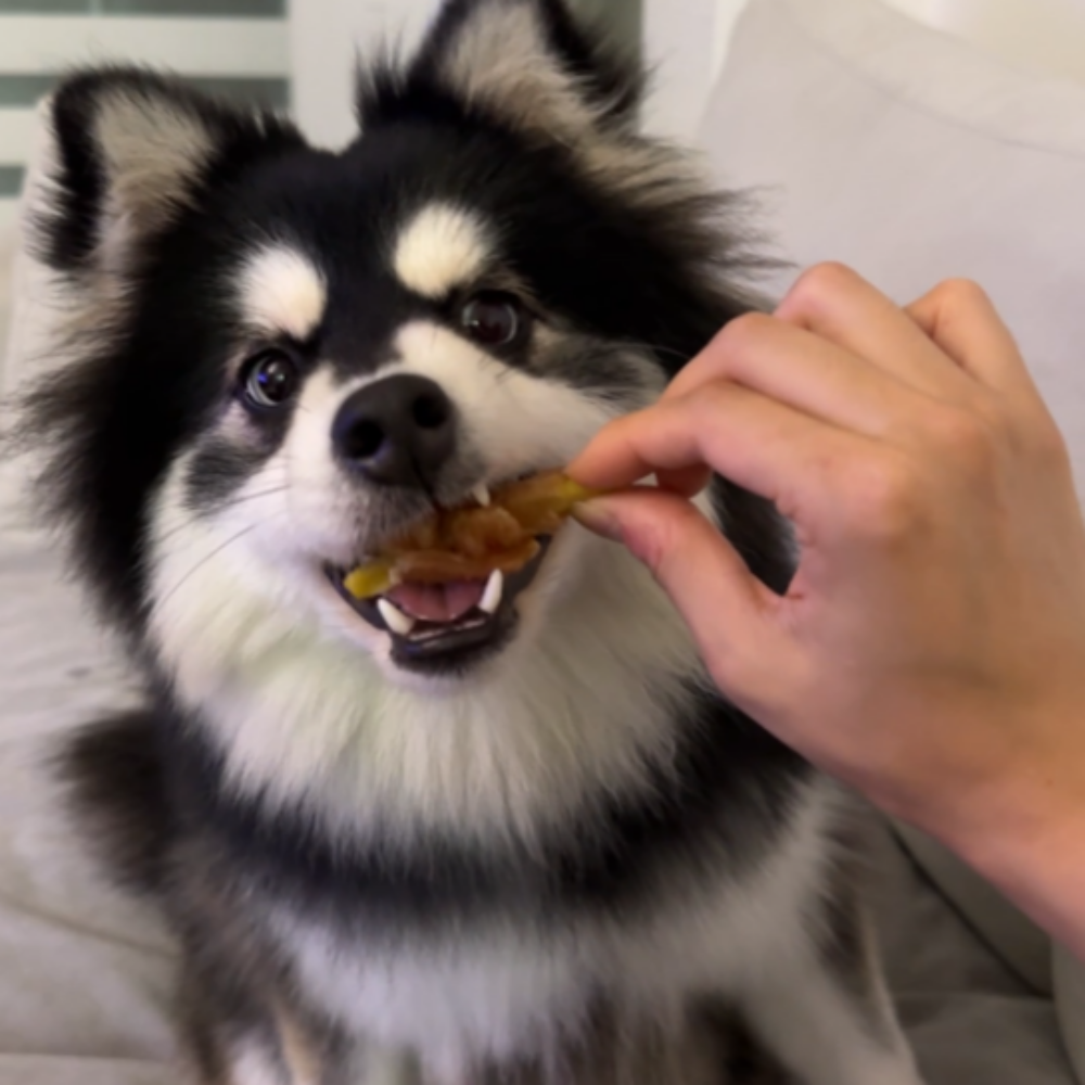 [햇빛 건조로 살균력 극대화] 오쿠 풀스텐 적외선 식품 건조기 5단 OCD-IF500 햇빛 건조