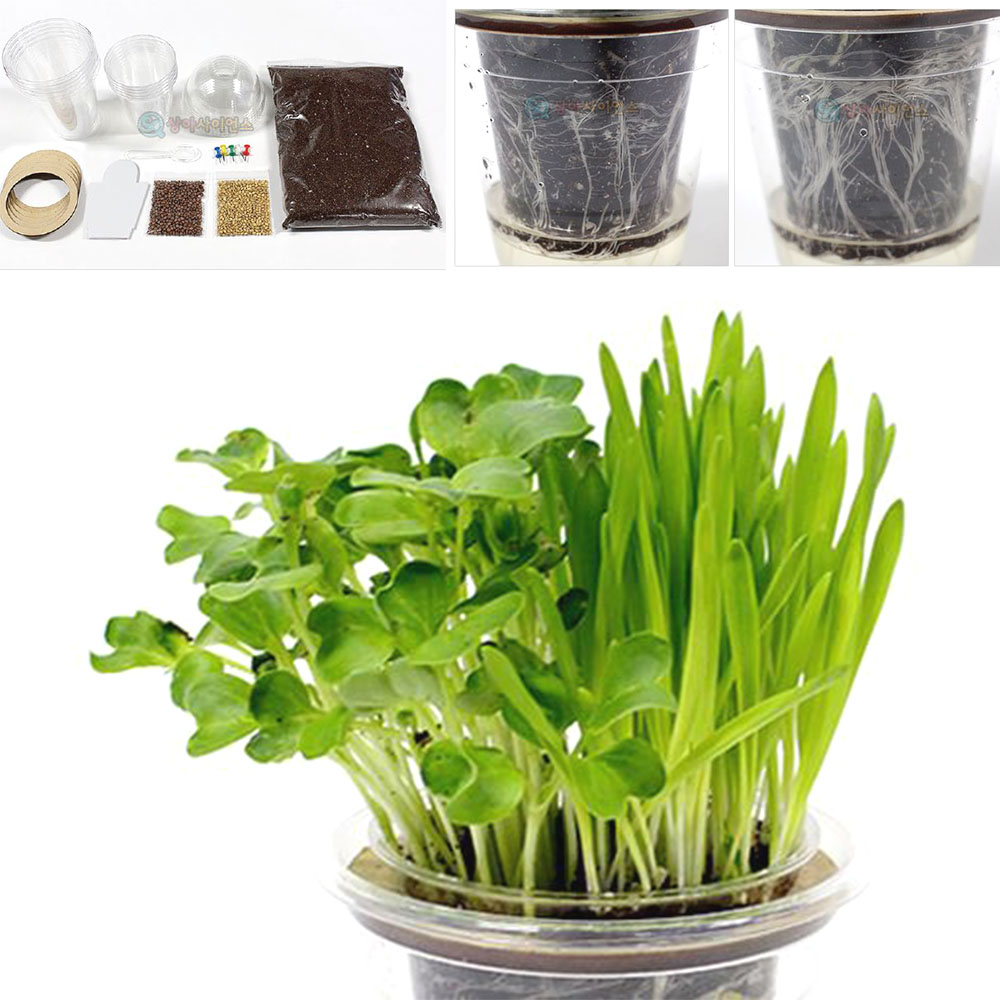 쌍떡잎 식물 새싹키우기 5인세트 외떡잎 무순 보리 씨앗 관찰교구