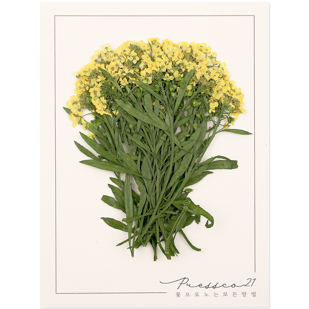 프레스코21 압화 줄기 알리슘줄기 노랑 20p 착색 실사용 후기 | 효과 있을까? - 대표 이미지
