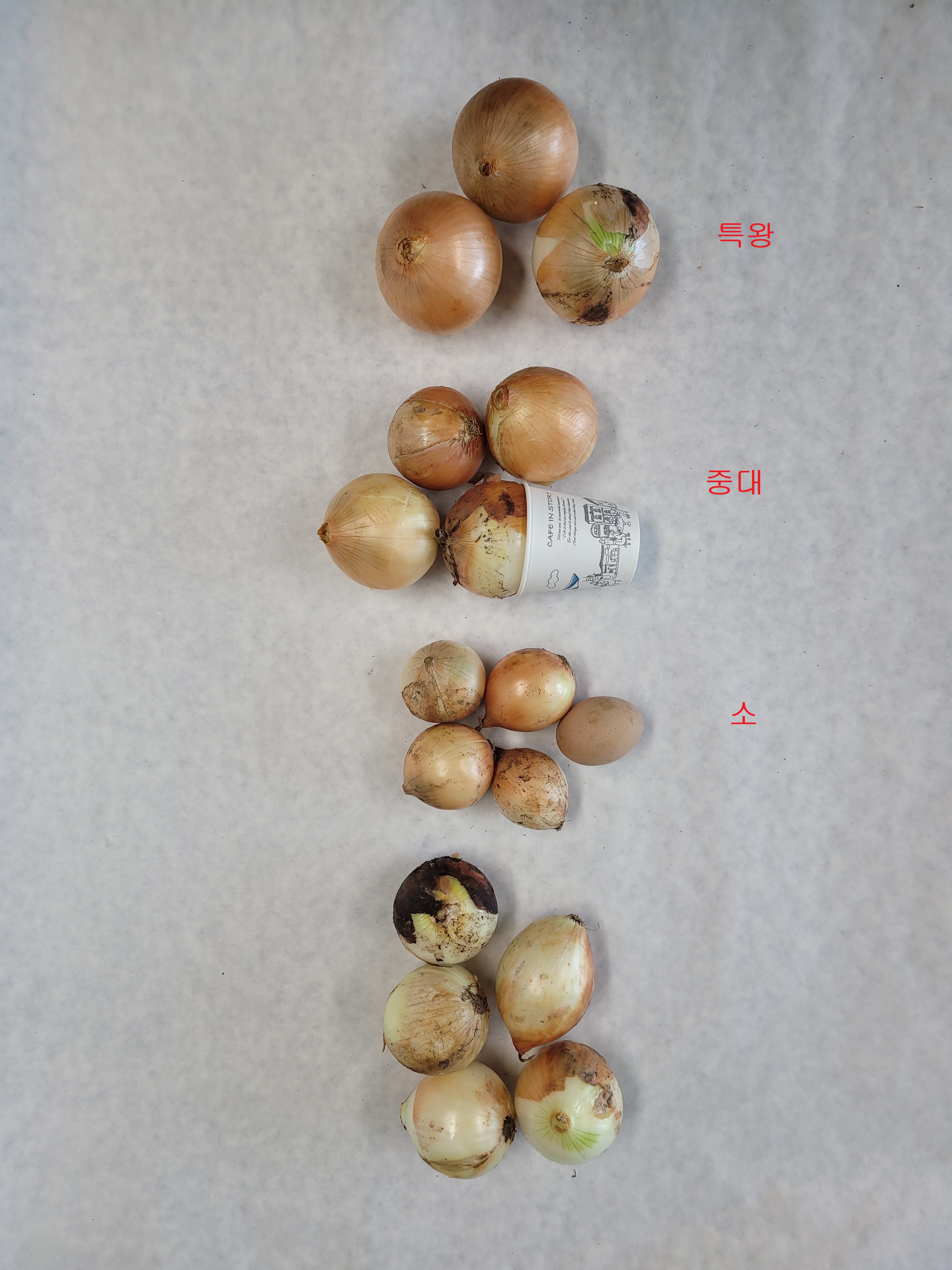 신선마켓 국내산 양파 대, 10kg, 1개 이미지 7