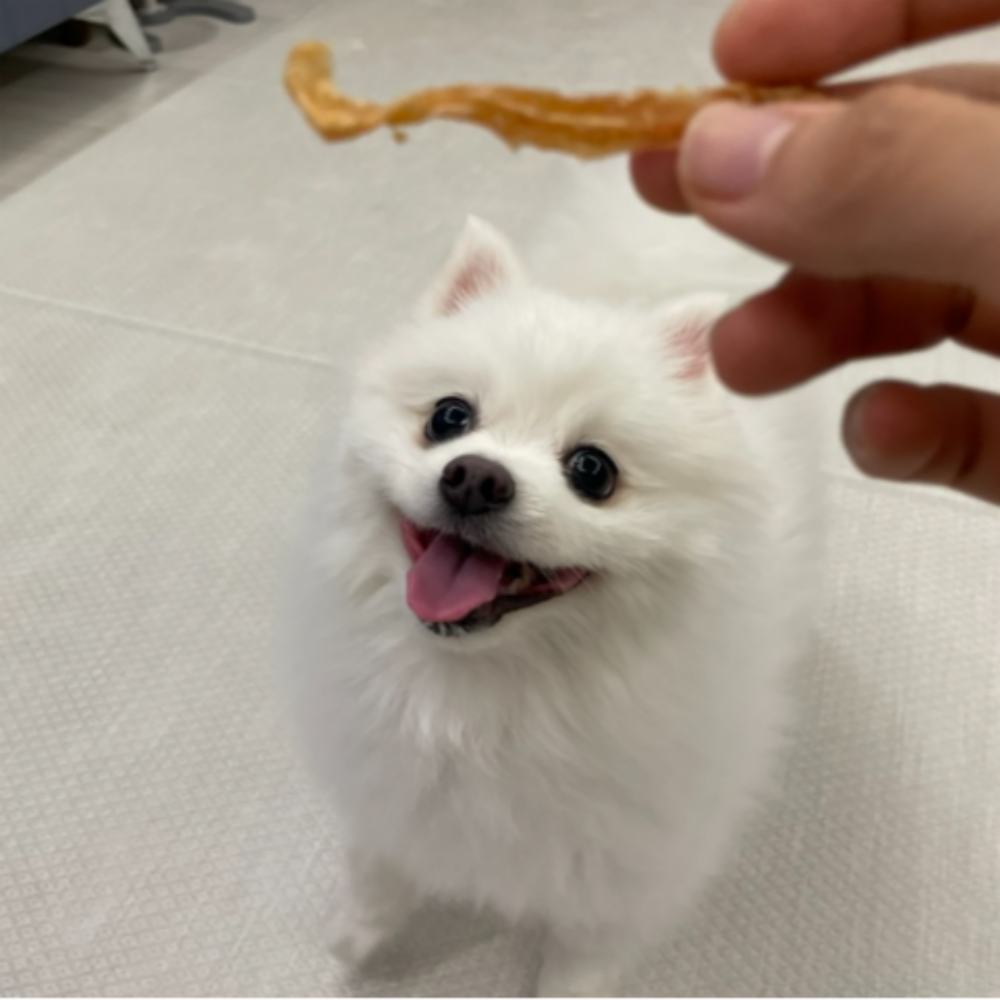 [햇빛 건조로 살균력 극대화] 오쿠 풀스텐 적외선 식품 건조기 5단 OCD-IF500 햇빛 건조