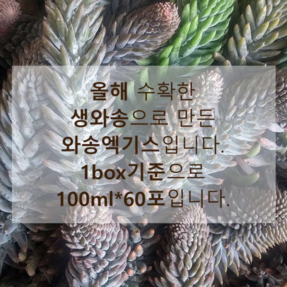 신토불이 생 와송 진액 즙 100ml 60포 6박스 국산 엑기스 농축액 액기스 선물 - 상세 이미지 4