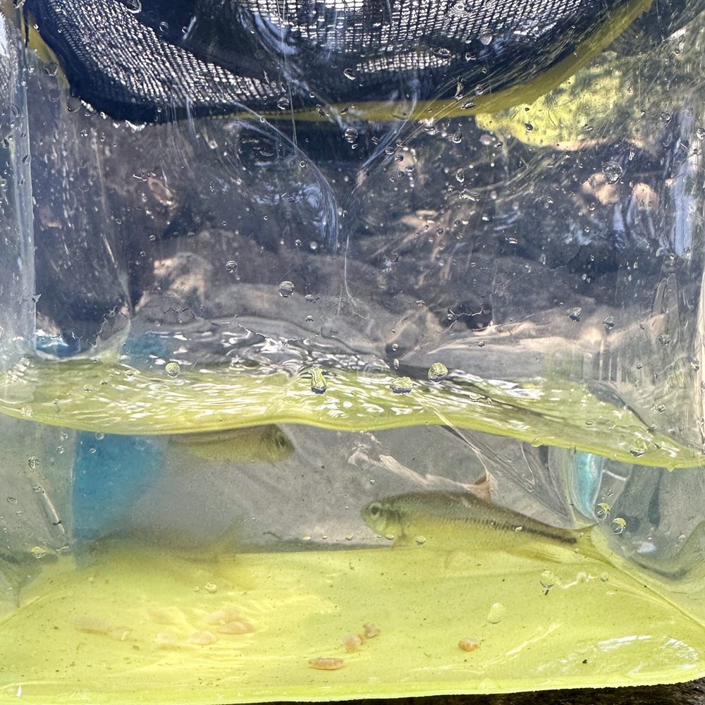 어린이 채집통 곤충채집 관찰놀이 물고기 잠자리 바다 조개잡이 - 상세 이미지 5