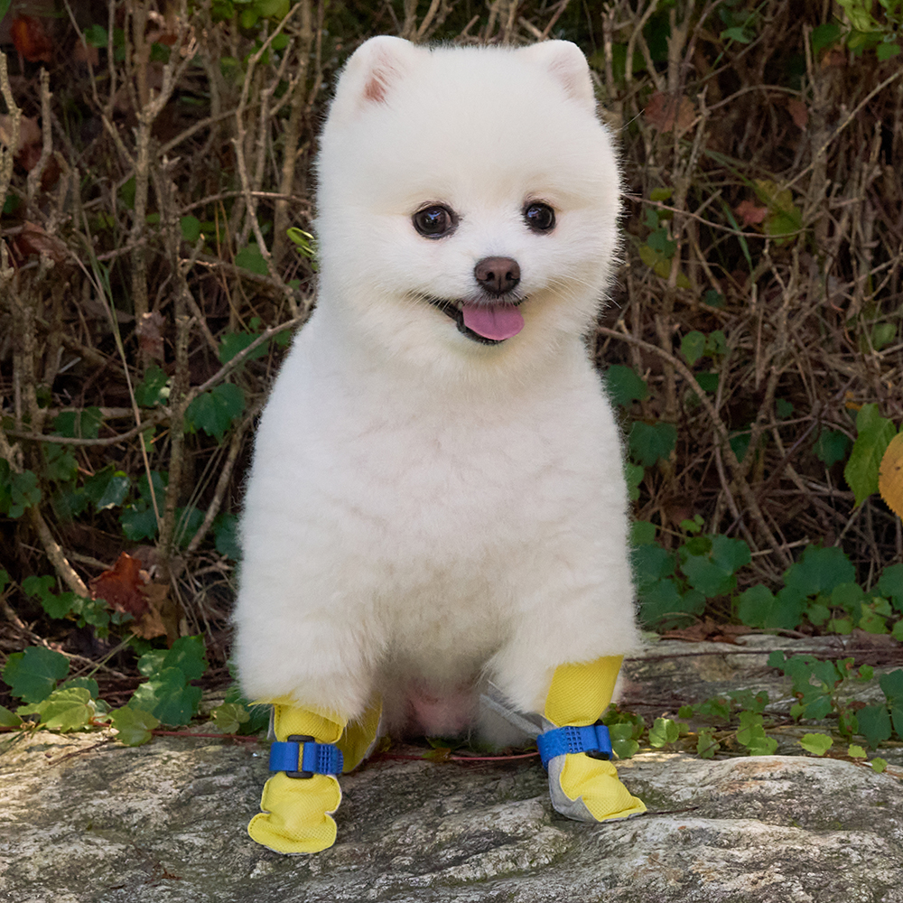 강아지신발 일회용 애견 방수 쉴드슈즈 옐로우S 80매