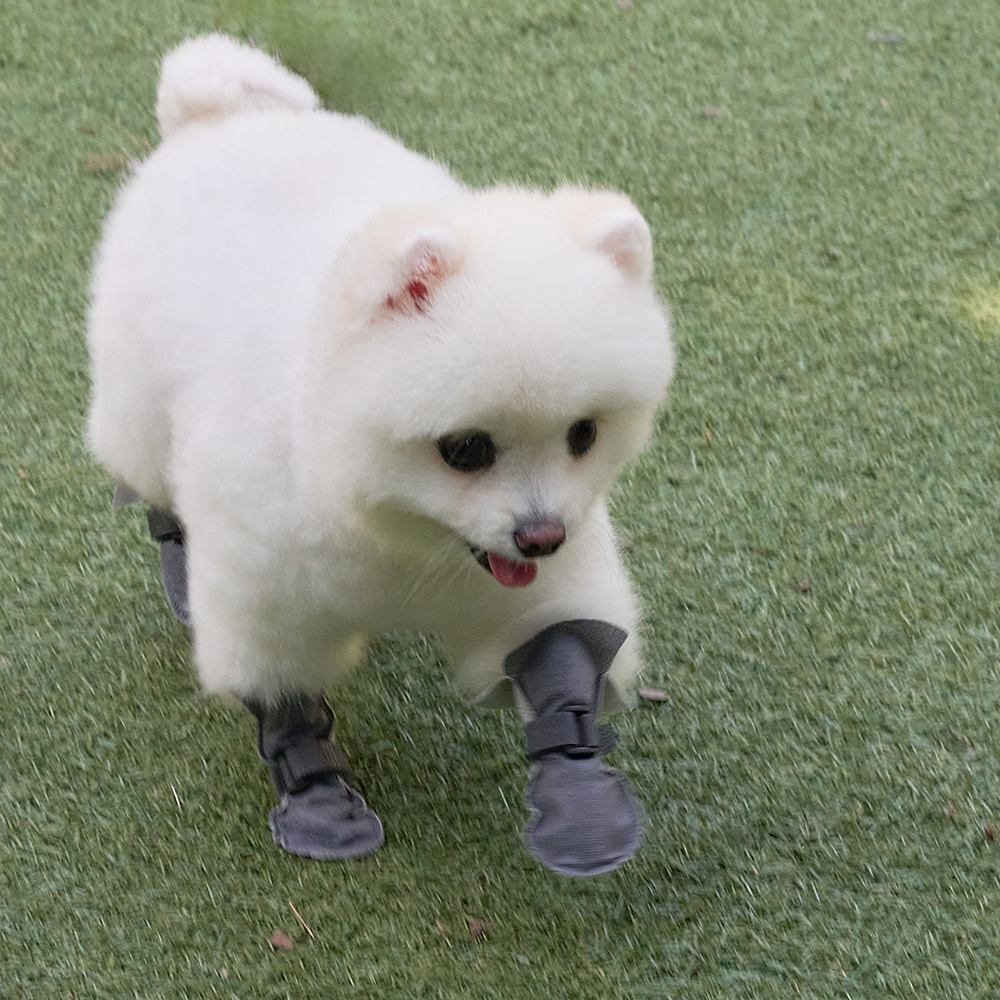 강아지신발 일회용 애견 방수 쉴드슈즈 옐로우S 80매