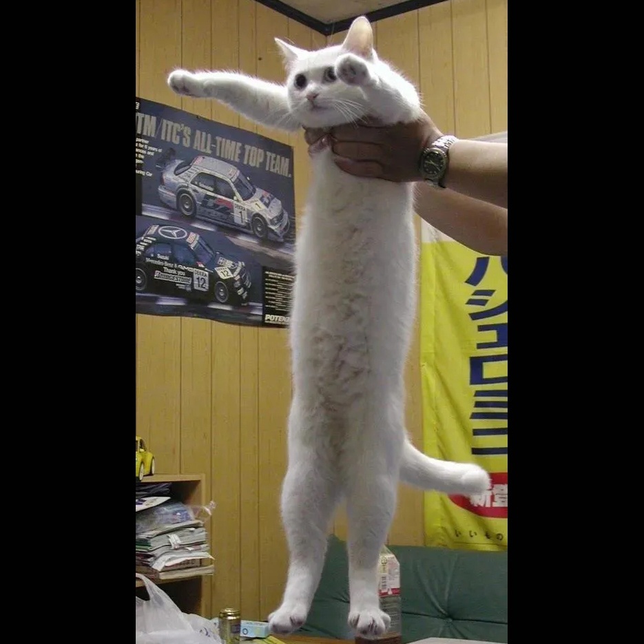귀여운 고양이 반려묘 캣 사진 인테리어 액자 그림 - 상세 이미지 2