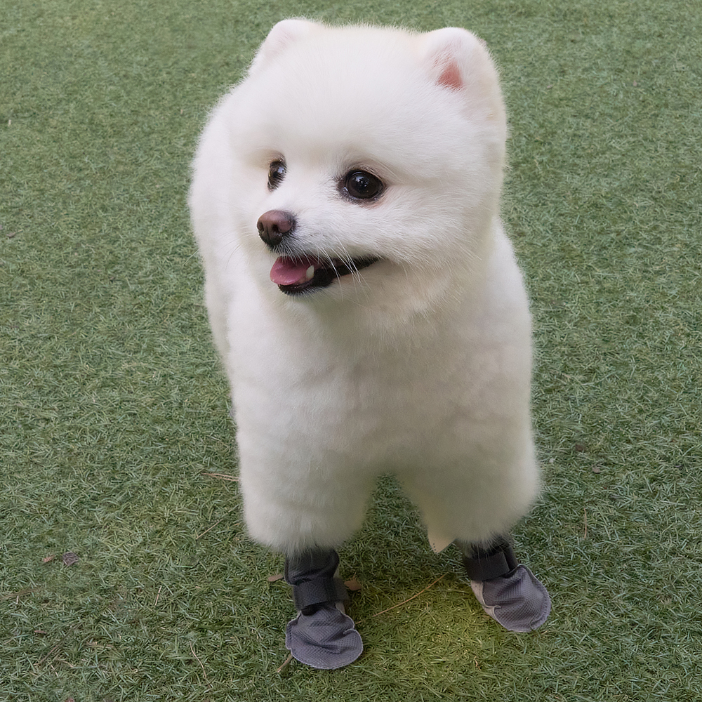 강아지신발 일회용 애견 방수 쉴드슈즈 옐로우S 80매