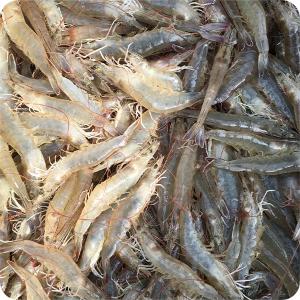 신안 활흰다리새우 제철 장산도 활새우 1kg 1키로 구이용 새우철 생새우택배 살아있는 - 상세 이미지 3