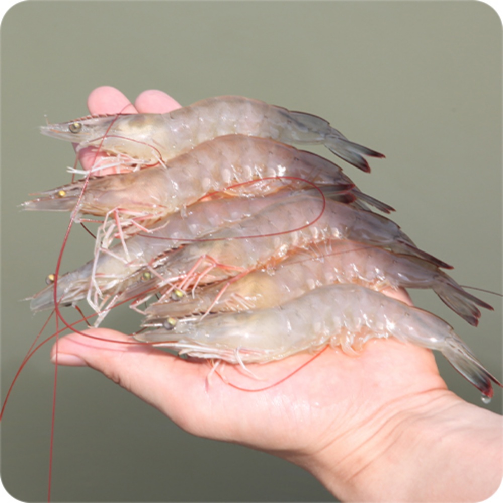 신안 활흰다리새우 제철 장산도 활새우 1kg 1키로 구이용 새우철 생새우택배 살아있는 - 상세 이미지 5