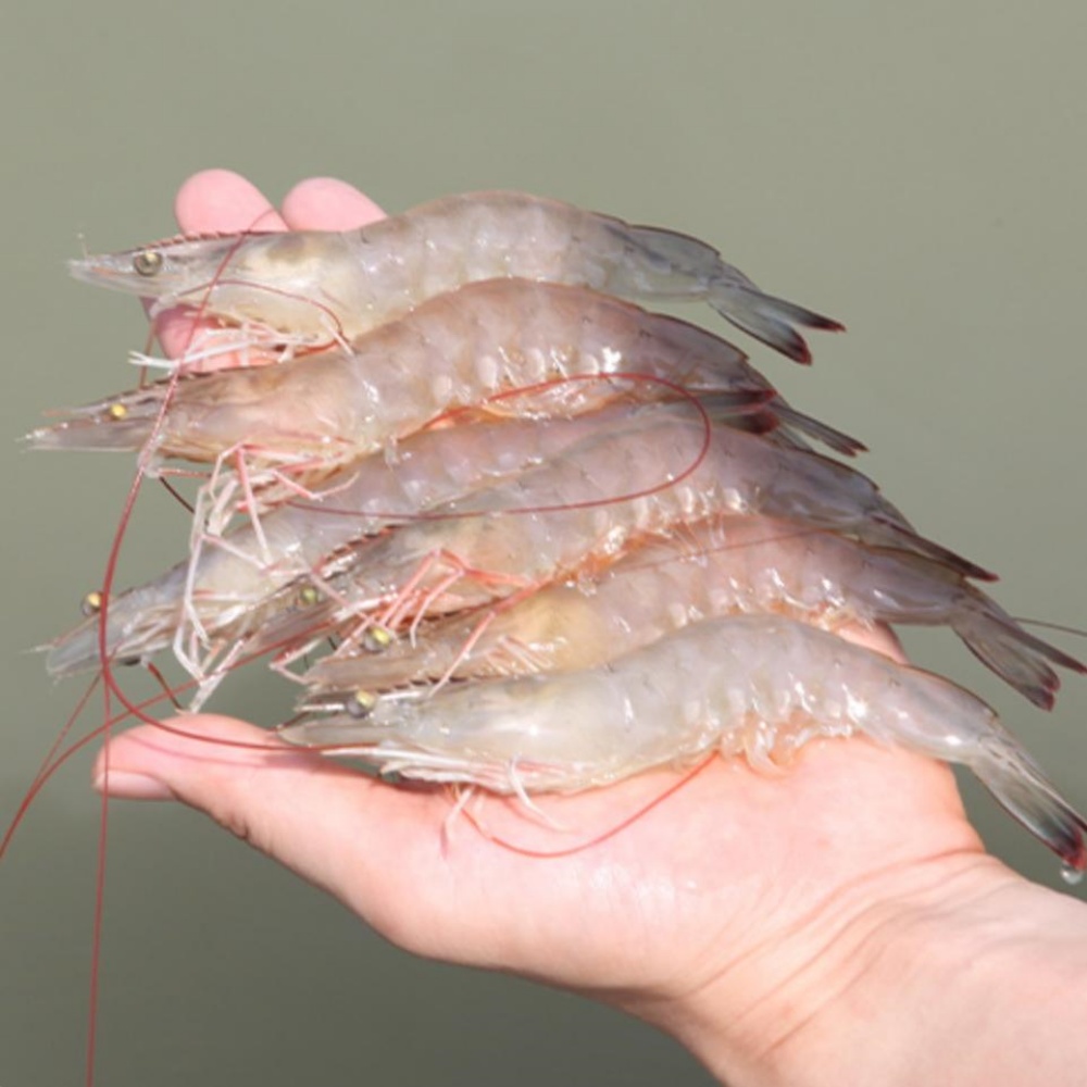 신안 활흰다리새우 제철 장산도 활새우 1kg 1키로 구이용 새우철 생새우택배 살아있는