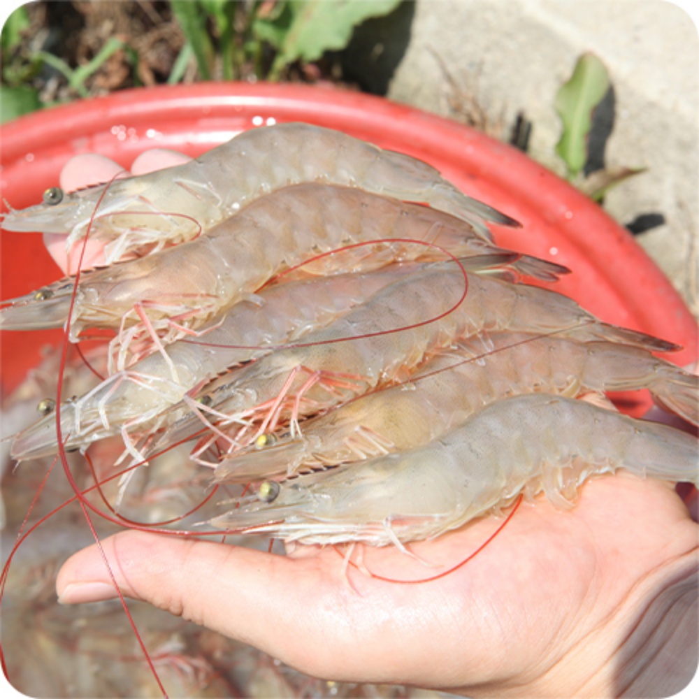 신안 활흰다리새우 제철 장산도 활새우 1kg 1키로 구이용 새우철 생새우택배 살아있는 - 상세 이미지 2