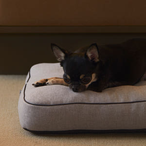 펫토 알러프리 방석 켄넬 쿠션 강아지 고양이 일체형 스몰(50cm x 3... 솔직 후기 | 실제 사용자 리뷰 총정리 - 상품 이미지 2