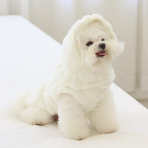 초코펫하우스 강아지패딩 하네스 강아지옷 산책왕 패딩 S 솔직 후기 | 실제 사용자 리뷰 총정리 - 상품 이미지 3