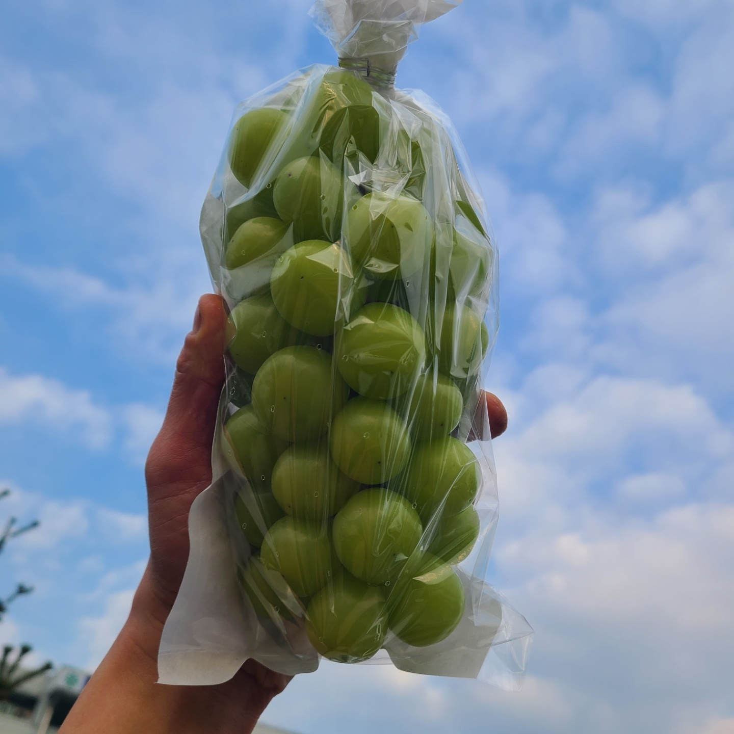 프리미엄 포도 샤인머스캣 고당도 집들이 가정용 선물용 선물세트