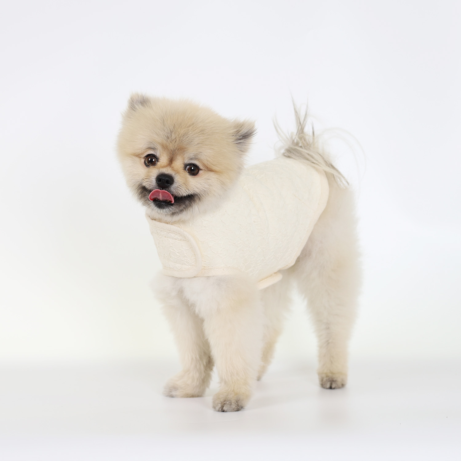 강아지코트 몽루 레이스코트