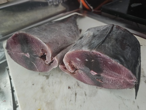 참다랑어 한마리 통째로. 혼마구로 블루핀튜나 Bluefin Tuna : 완도 수산물