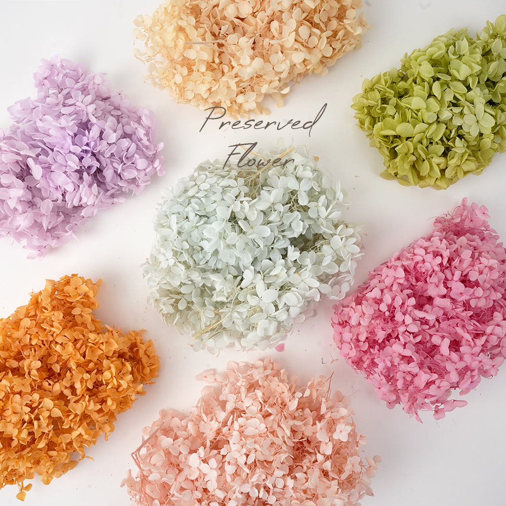 드라이 프리저브드 플라워 말린꽃 시들지 않는 꽃 프레스코21 보존화 수국 제품 이미지