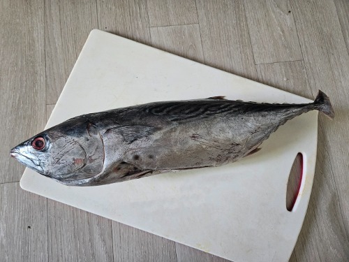 참다랑어 한마리 통째로. 혼마구로 블루핀튜나 Bluefin Tuna : 완도 수산물
