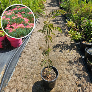 자귀나무 외목대 4년 7치 화분묘 실사용 후기 | 효과 있을까? - 상품 이미지 1