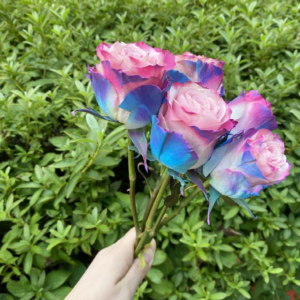 생화 오로라 장미 한송이 꽃다발 꽃배달 싼곳 양재 꽃시장 - 상세 이미지 2