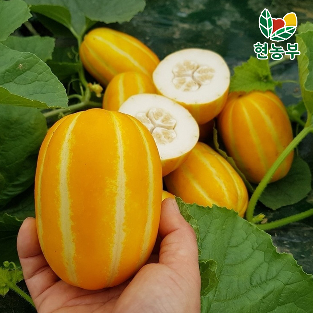 맛있는 산지직송 성주 참외 농장 당도선별 꿀참외 가정용 - 상세 이미지 3