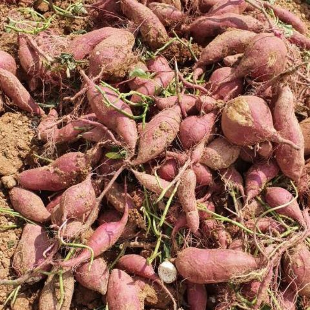 하루까고구마 베로니카 햇꿀고구마 한박스 호박밤 베니하루카 해남햇 중, 5kg, 1개 - 상세 이미지 4