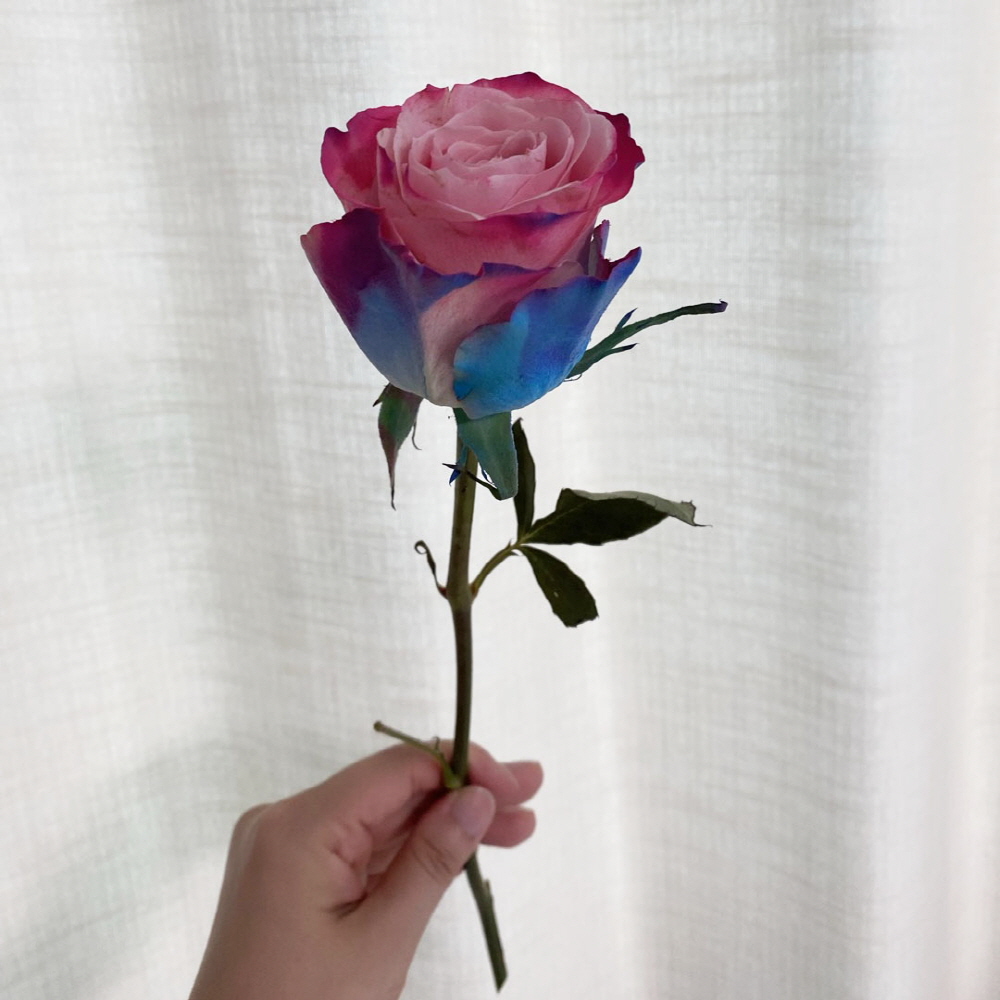 생화 오로라 장미 한송이 꽃다발 꽃배달 싼곳 양재 꽃시장 - 상세 이미지 4