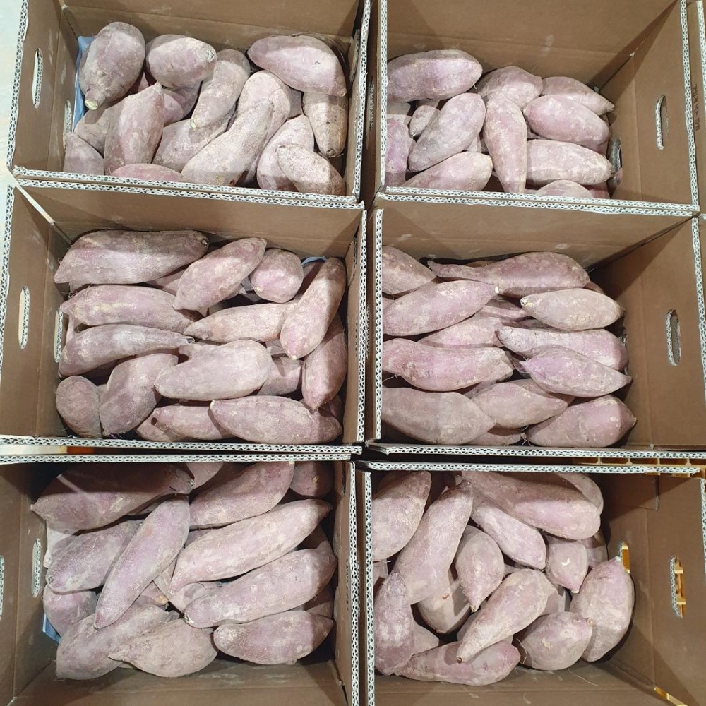 하루까 호밤고구마 베로니카 햇꿀고구마 한박스 호박밤 베니하루카 해남햇 한입, 5kg, 1개 - 상세 이미지 3