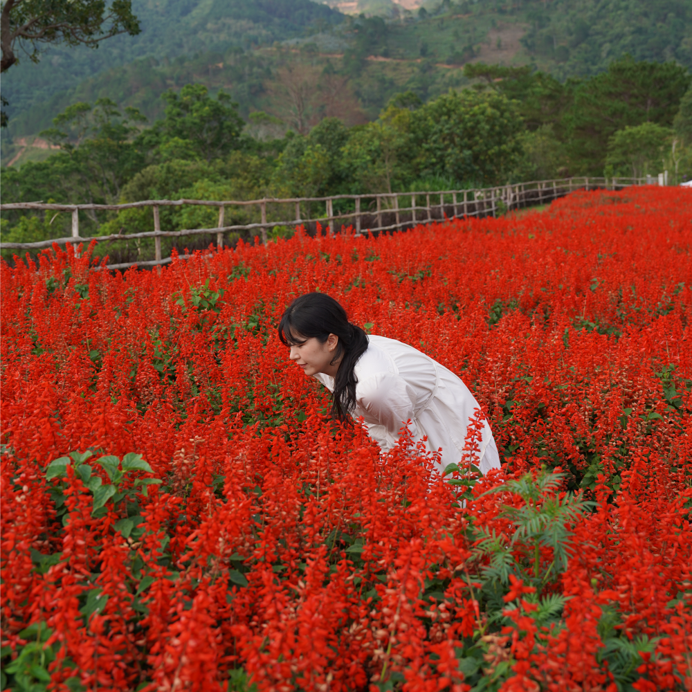 [한국어가이드] 나트랑 달랏투어 일일투어/한국인 단독여행 스냅사진
