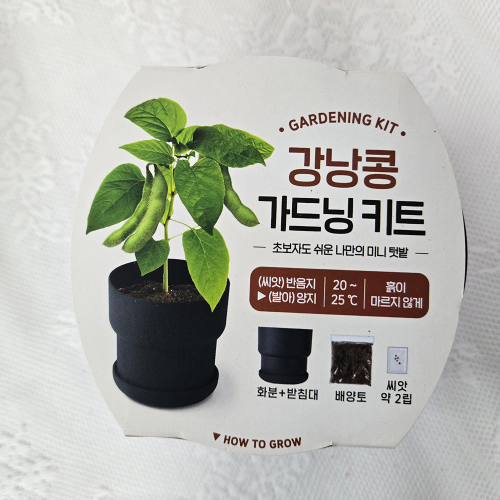 강낭콩 씨앗 키우기 초보자 재배용 강남콩 키트 - 상세 이미지 4