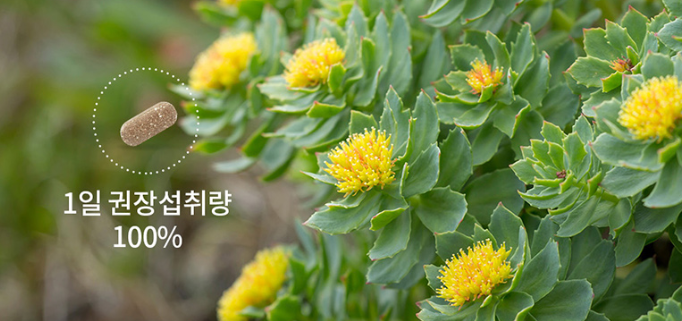 긴장완화제 무카페인테아닌 불안초조 l테아닌효능 약 한달분 - 상세 이미지 5