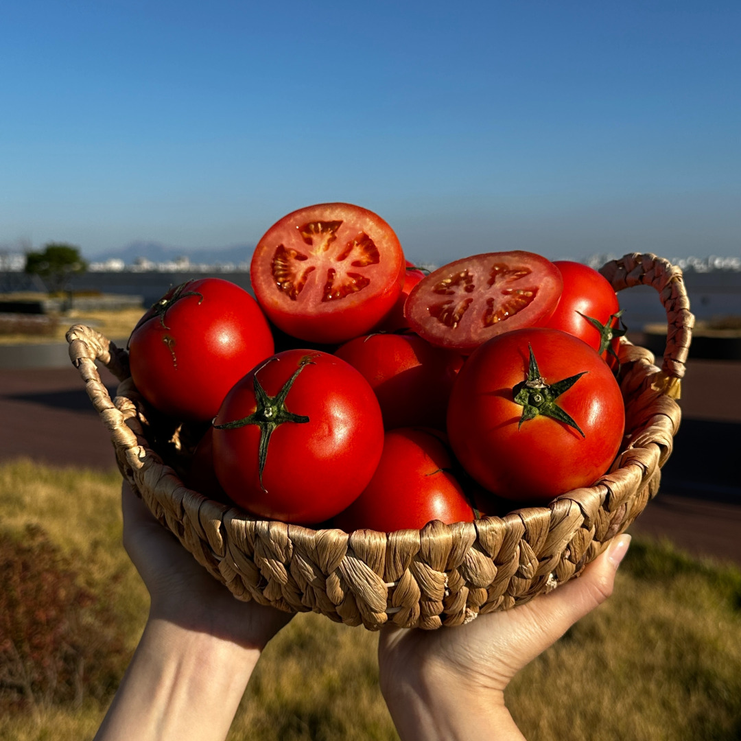 토마토 완숙 찰 못난이 특품 쥬스용 토마토 3kg