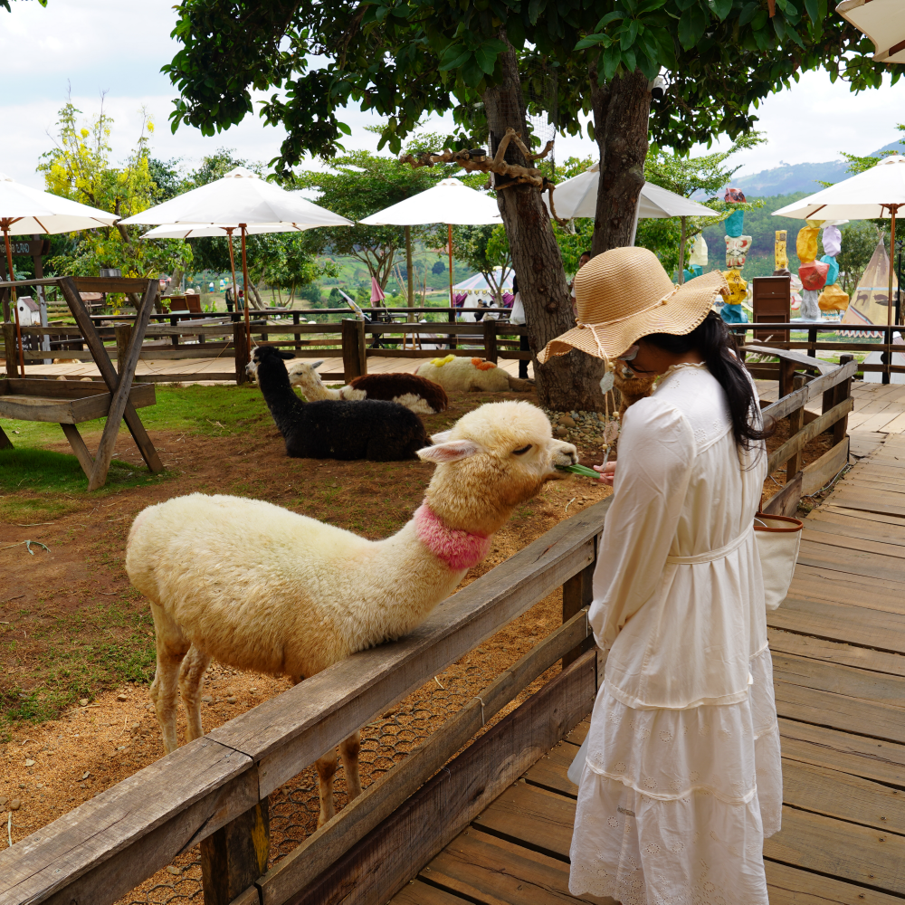 [한국어가이드] 나트랑 달랏투어 일일투어/한국인 단독여행 스냅사진