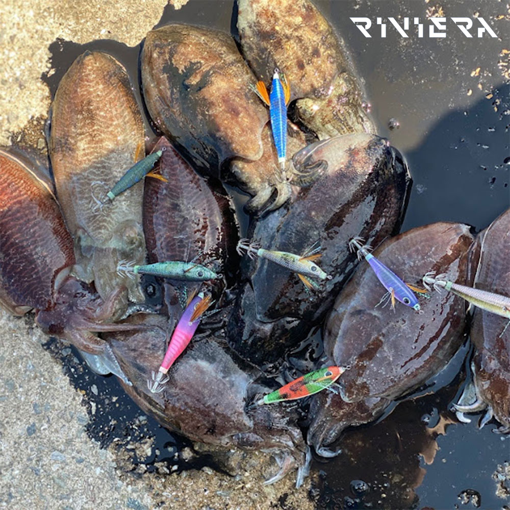 리비에라 홈볼트 아에르 슷테 에기 수평 야광 틴셀 쭈꾸미 갑오징어 에기 55mm - 상세 이미지 3