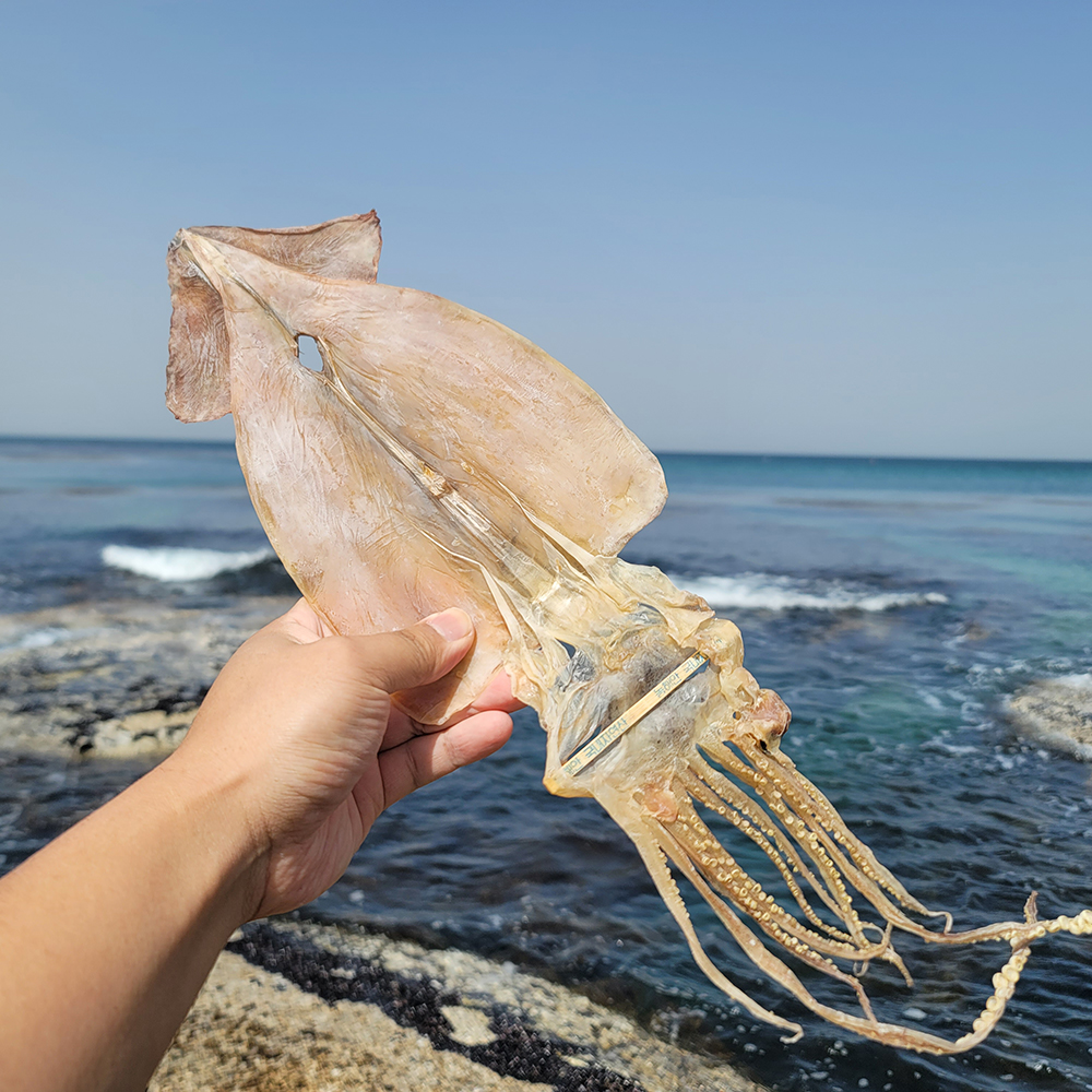 속초 수미네 국내산 동해안 마른오징어 말린 건조오징어 건어물 10미