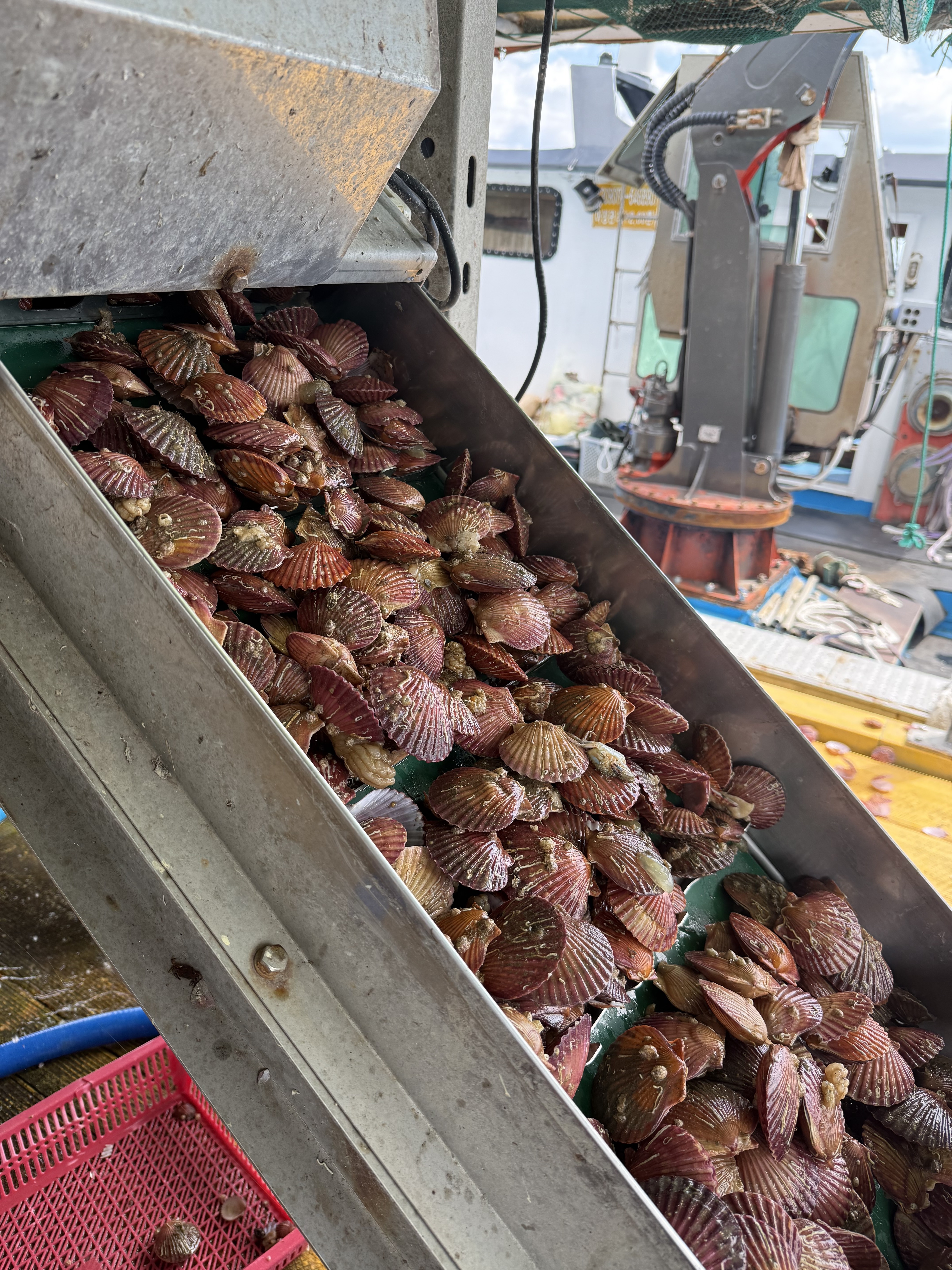 직접키워 더 신선한 고성 세척 홍가리비1kg 문앞바다 - 상세 이미지 2