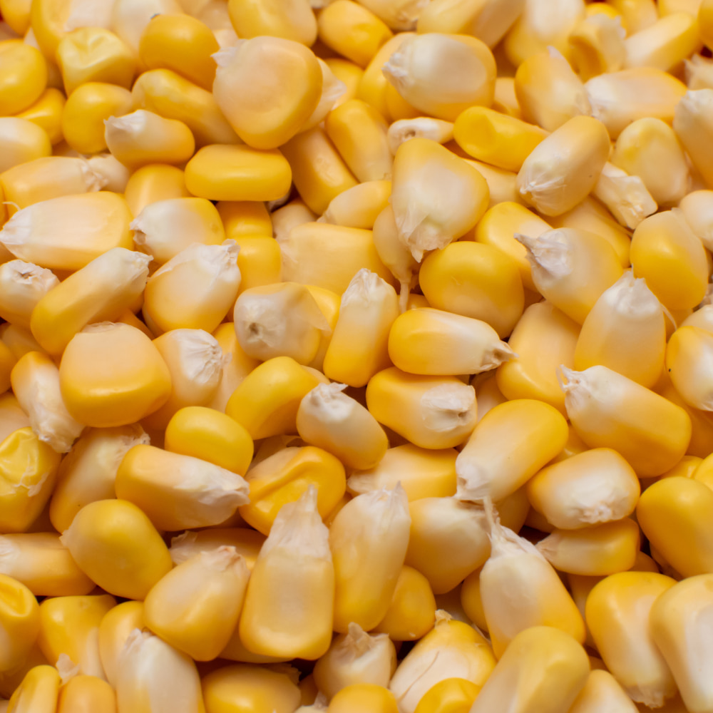 직접 기른 Non-GMO 옥수수로 만든 컨비니 팝콘, 60g, 4봉 - 상세 이미지 2
