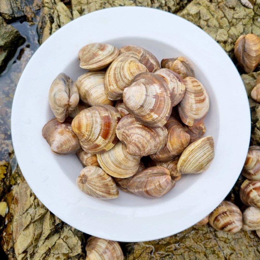 제철 백상합 캠핑 조개구이 백합 조개 1kg 소 중 대 : 이푸딧