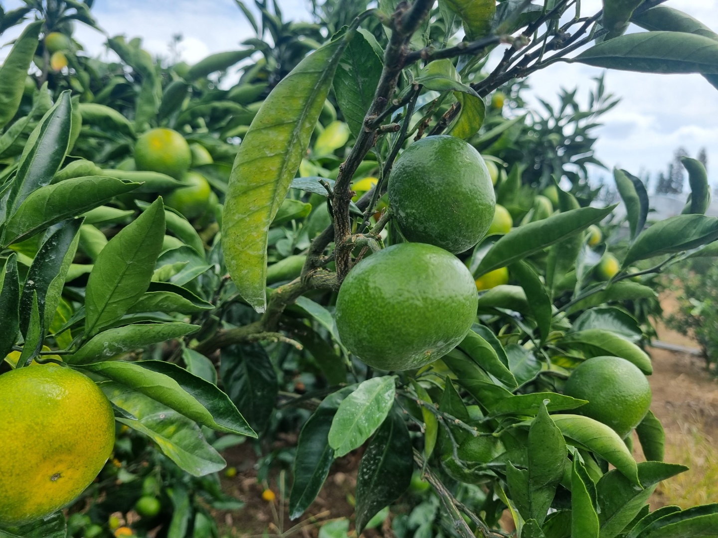 소과 제주 조생 귤 9.5Brix, 2.5kg, 1개 이미지 7