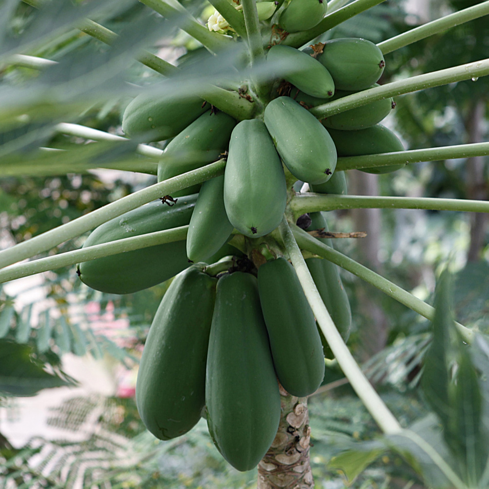 그린파파야 국내산 생파파야 400-600g 쏨땀 papaya du du 동남아 식재료 이미지 8