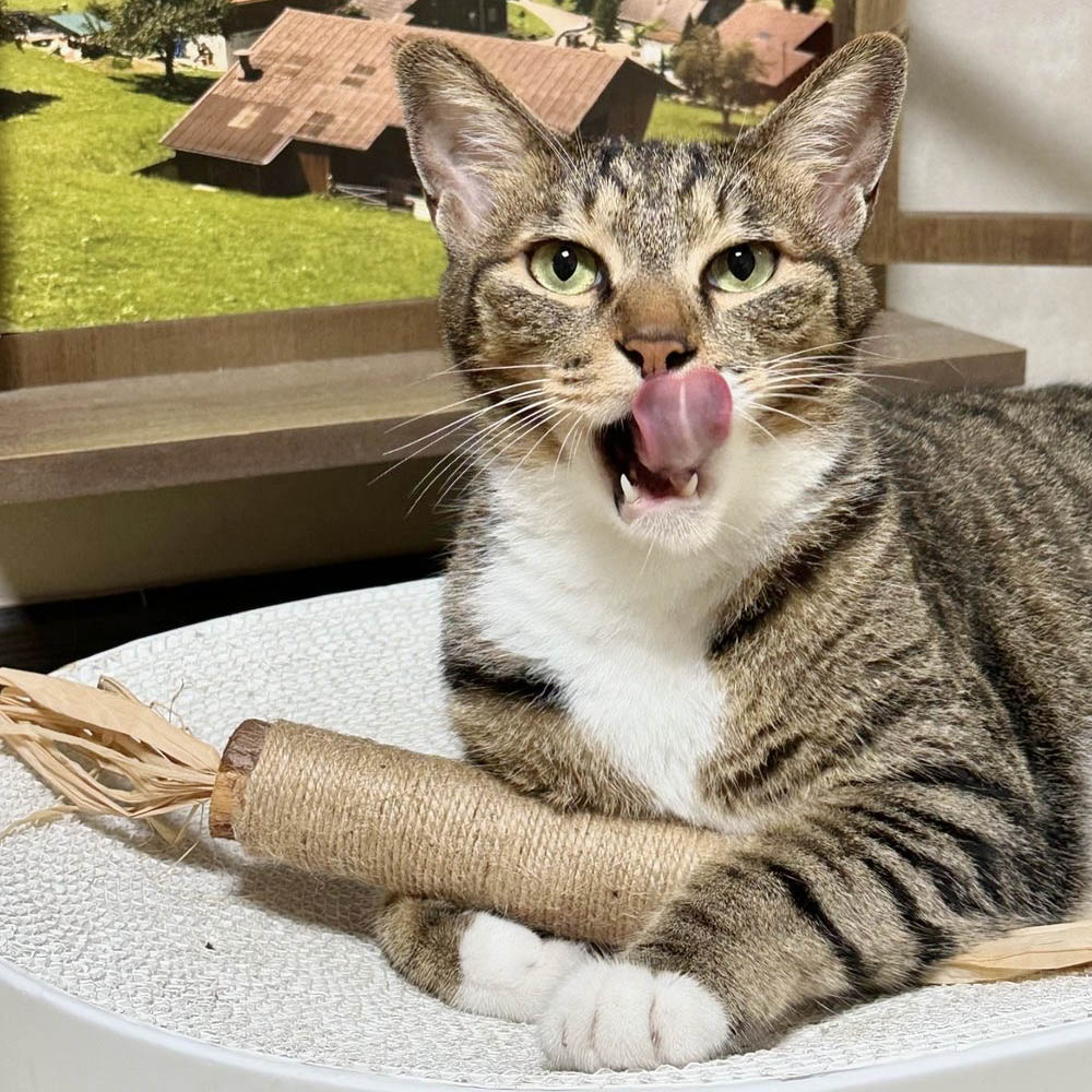 랩캣 고양이 슈퍼 왕따따비 사이잘 스틱 마따따비 캣닢 깃털 장난감 이미지 2