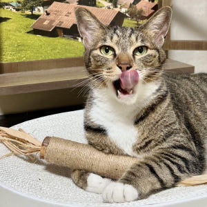 랩캣 고양이 슈퍼 왕따따비 사이잘 스틱 마따따비 캣닢 깃털 장난감 솔직 후기 | 실제 사용자 리뷰 총정리 - 상품 이미지 2