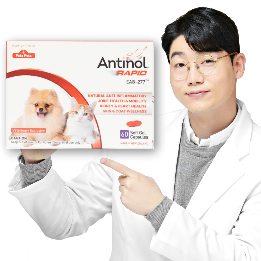 안티놀 래피드 60캡슐 강아지 고양이 관절 슬개골 영양제